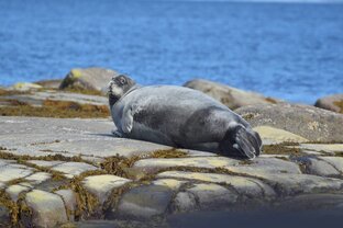 Морские млекопитающие