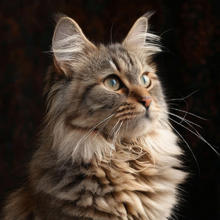 Коты/Кошки