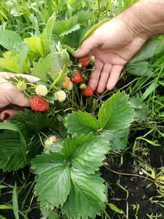 Дачная жизнь - Дачные радости