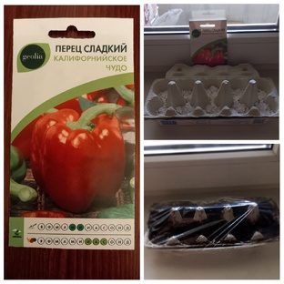 Дачный сезон 2025. Рассада