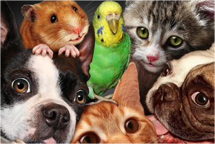 Питомцы нашей семьи