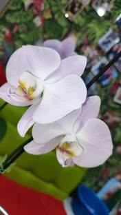 Юморные ролики про орхоманию