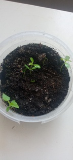 Сеем, веем, посеваем и высаживаем. 🤣