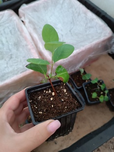 Размножение черенкованием