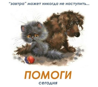 Потребности приюта