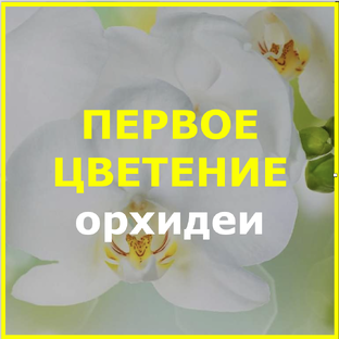 Первое цветение орхидеи. ОЖИДАНИЕ и РЕАЛЬНОСТЬ