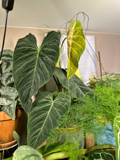 Зеленые новости 