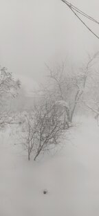 Поэзии замерзшая собака