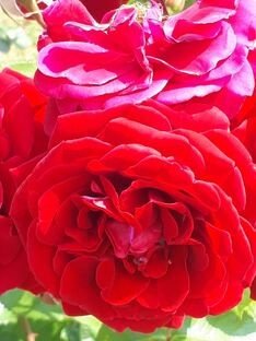 Огород в августе