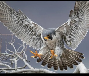 ПОЛИТЭКОНОМИКА 