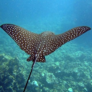 Скат: океанский призрак с крыльями и хвостом-бичом