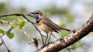 Голоса птиц