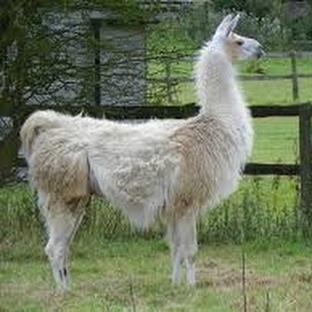 Ламы: не просто «альпаки на прогулке» — удивительные факты о гордых южноамерикан