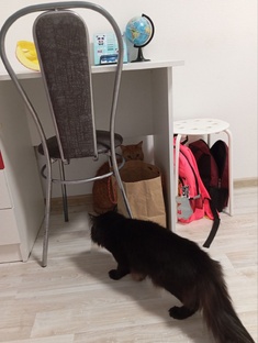 Из жизни Кекса