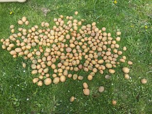 Овощные культуры 