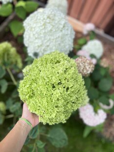 Мои новые любимчики: древовидные гортензии 