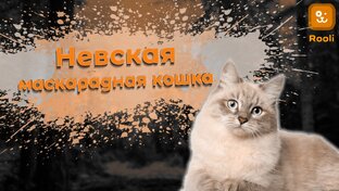 Мир кошек