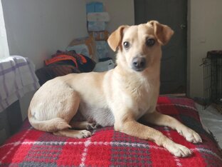 Собака Кукла и её новорожденный щенок 