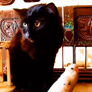 Кот Татоша, кот Джей и Морозко попугай