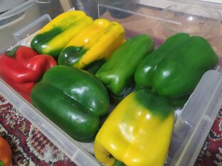 Овощи на своей земле своими руками