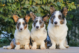 Из жизни питомника. 