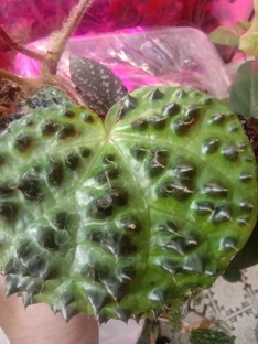 сажаю, пересаживаюли