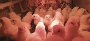 Птицеводство 