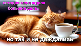 КОРОТЫШИ 