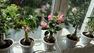 Мои адениумы