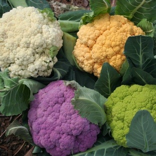 овощи фрукты