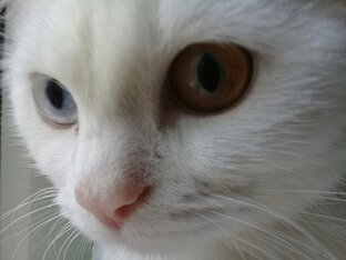 В мире животных