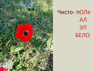 Протокорни