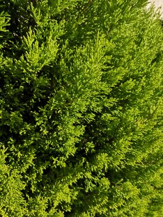 Как оно там, в Сочи?! 