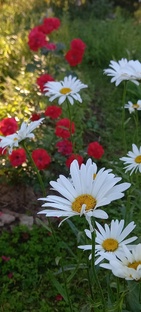 Истории из дачной жизни