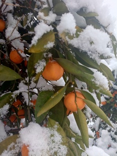 Волшебство сезонов