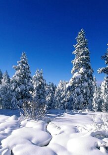 ❄️💕☃️ С зимним утром, днём.