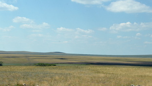Степной гость