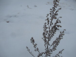 Александр Бармин. Руда