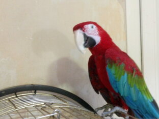 Юмор, пословицы и поговорки, связанные с птицами.