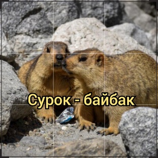 Жизнь с сурком