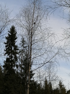 РЯБЧИКИ. МАРТ 2025