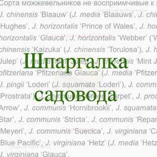 Шпаргалки