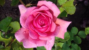 Английские розы селекции David Austin (Дэвида Остина)