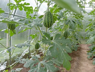 Два урожая за сезон. Выращивание арбузов в Нижегородской области. Сезон 2024.