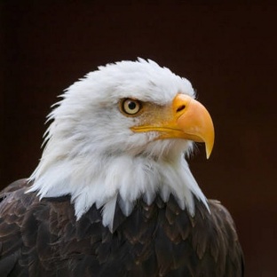 Орлан: хищник неба с глазами океана