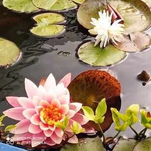 Мой аквариум, домашний пруд .