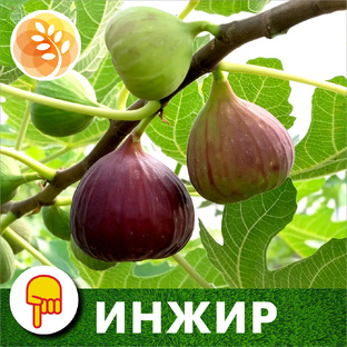 Инжир