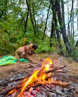 Какие документы нужны для собаки: подробный разбор 