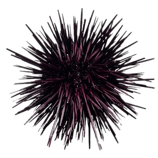 Морской ёж: колючий гений океана