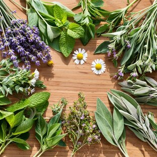 Фитотерапия